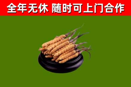 前锋区烟酒回收冬虫夏草.jpg